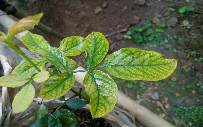 Thiếu kali có thể khiến cho cây bị vàng lá