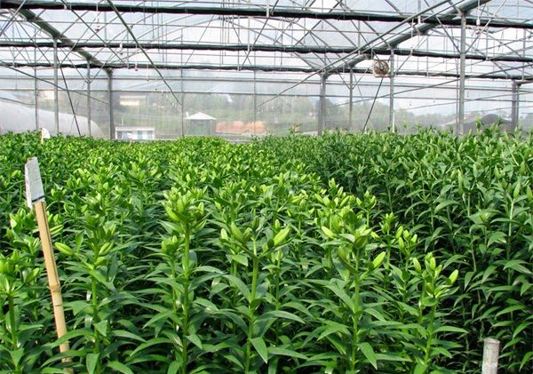 Cách trồng hoa ly từ củ