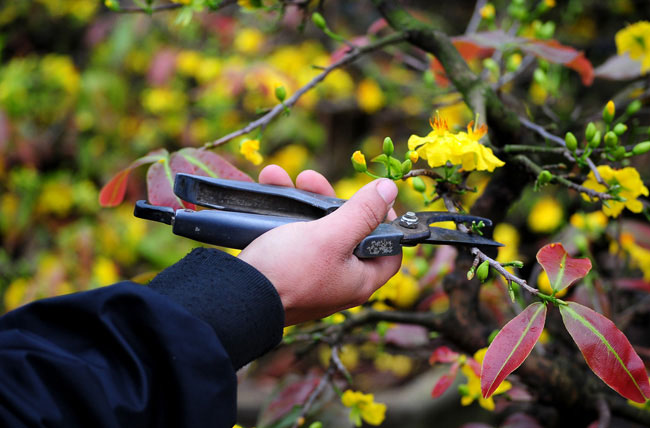 Cách chăm sóc cây mai vàng bị yếu