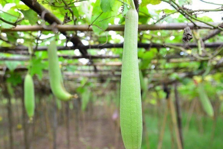 Giàn mướp hương