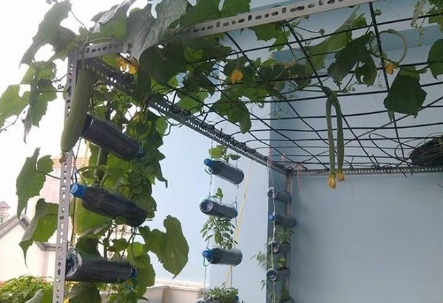 Giàn trồng mướp