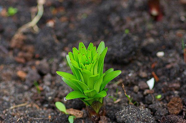 Hoa ly nảy mầm từ củ