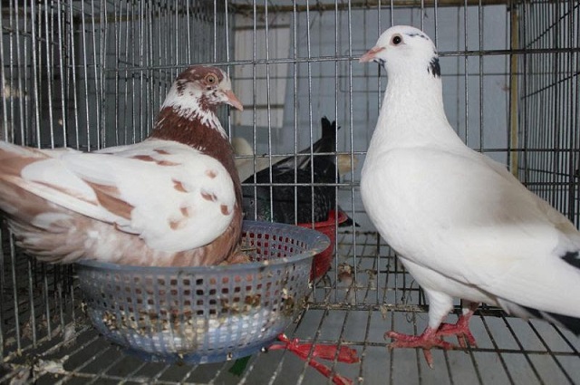 Để chim bồ câu có sức khỏe cho mùa sinh sản, chế độ dinh dưỡng cần được quan tâm cách đặc biệt