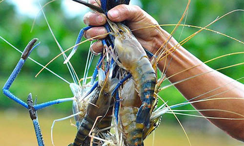 Lựa chọn giống tôm càng xanh