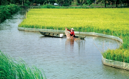 Môi trường sống của tôm càng xanh