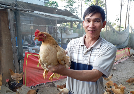 nuôi gà bằng thảo dược năng suất cao