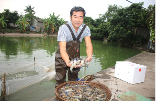 Nuôi tôm càng xanh trong ao đất