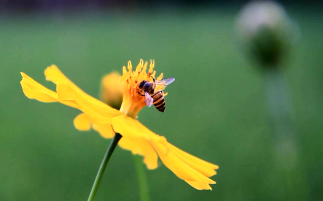 Ruộng lúa bờ hoa làm phát triển hệ sinh thái thiên địch