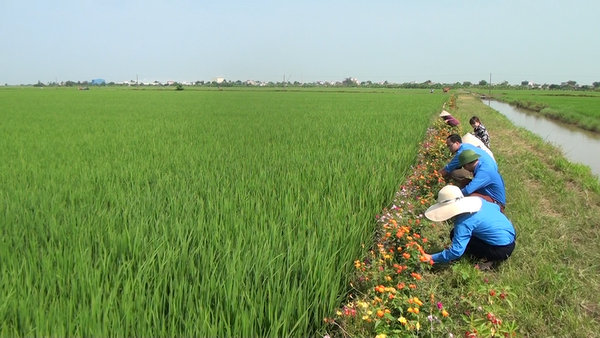 Thuốc trừ sâu được giảm đi