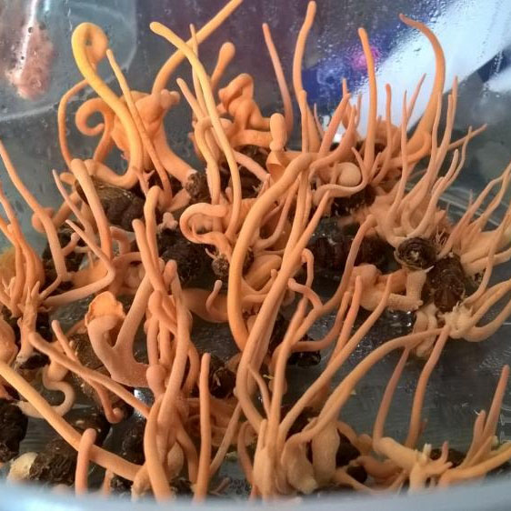 nuôi đông trùng hạ thảo trên thân nhộng tằm