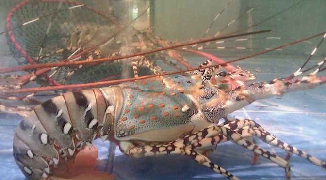 Tôm hùm trong bể