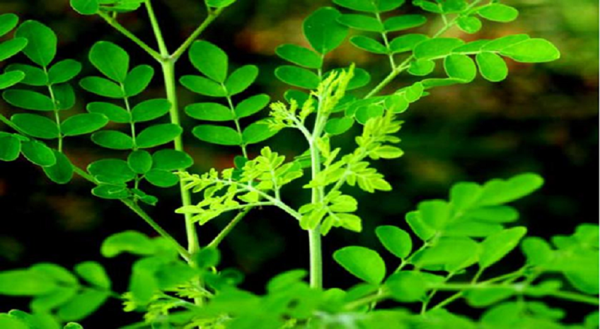 Làm giàu từ kỹ thuật trồng cây chùm ngây