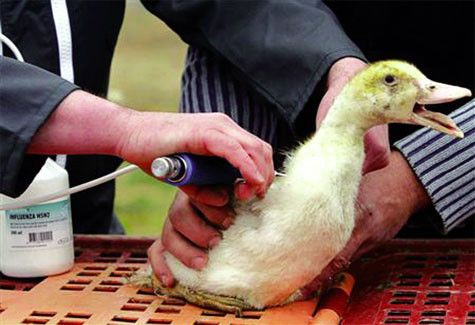 Phòng bệnh cho vịt xiêm con