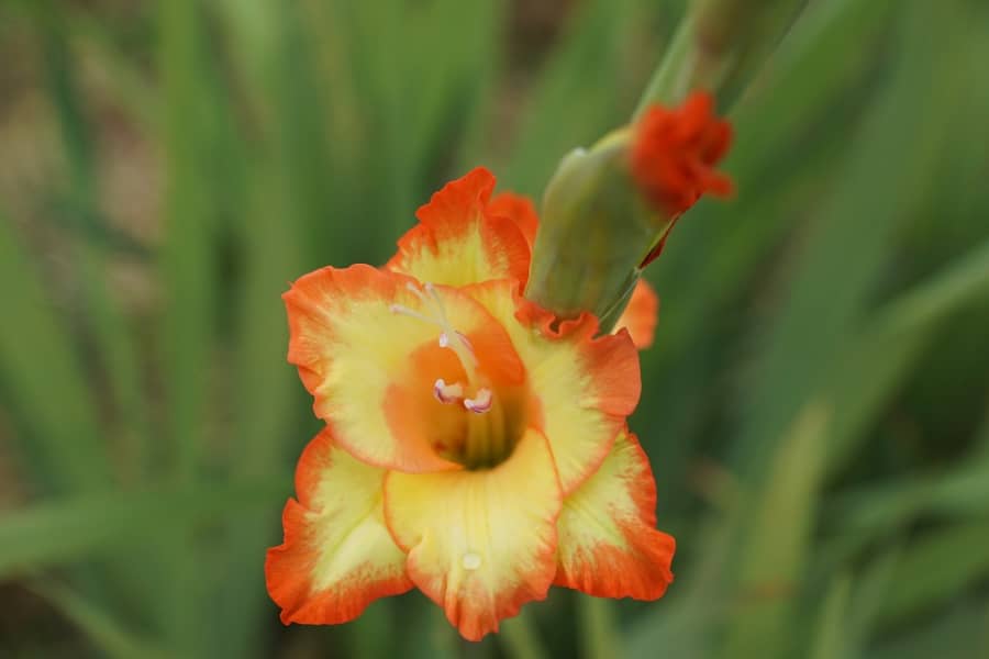 Sâu bệnh hại hoa lay ơn