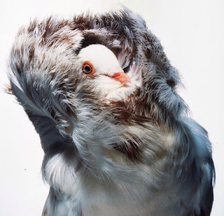 Nuôi chim bồ câu Sư tử