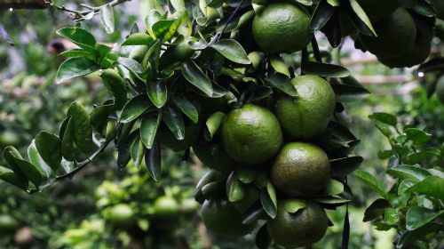 Cây cam sành – loại cây đầy triển vọng làm giàu