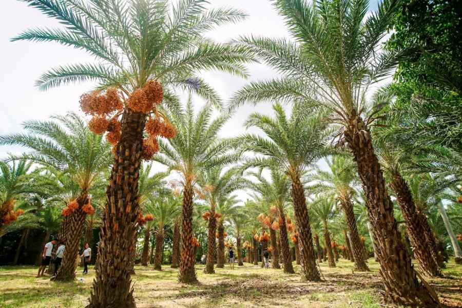 Cây chà là thuộc loại thân gỗ