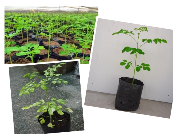 Dụng cụ trồng chùm ngây