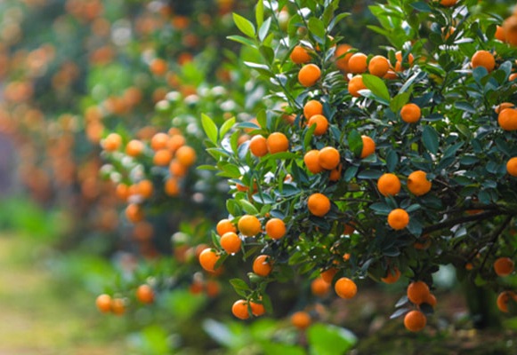 Chăm sóc cam canh Bonsai