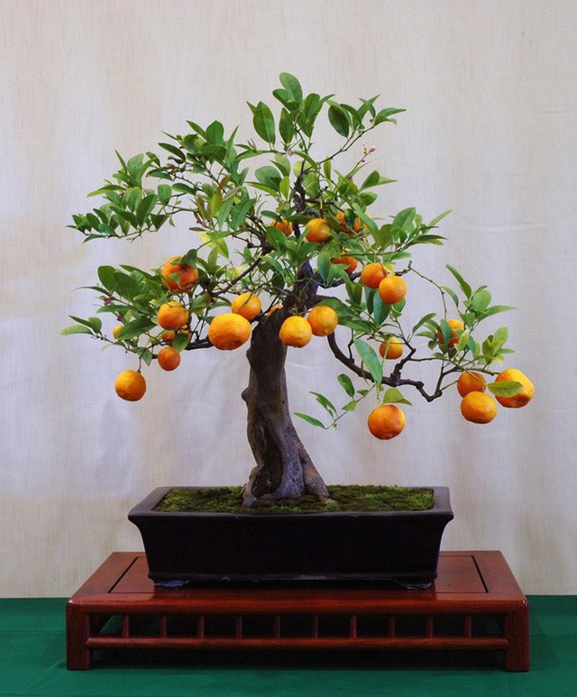 Chậu trồng cam canh Bonsai