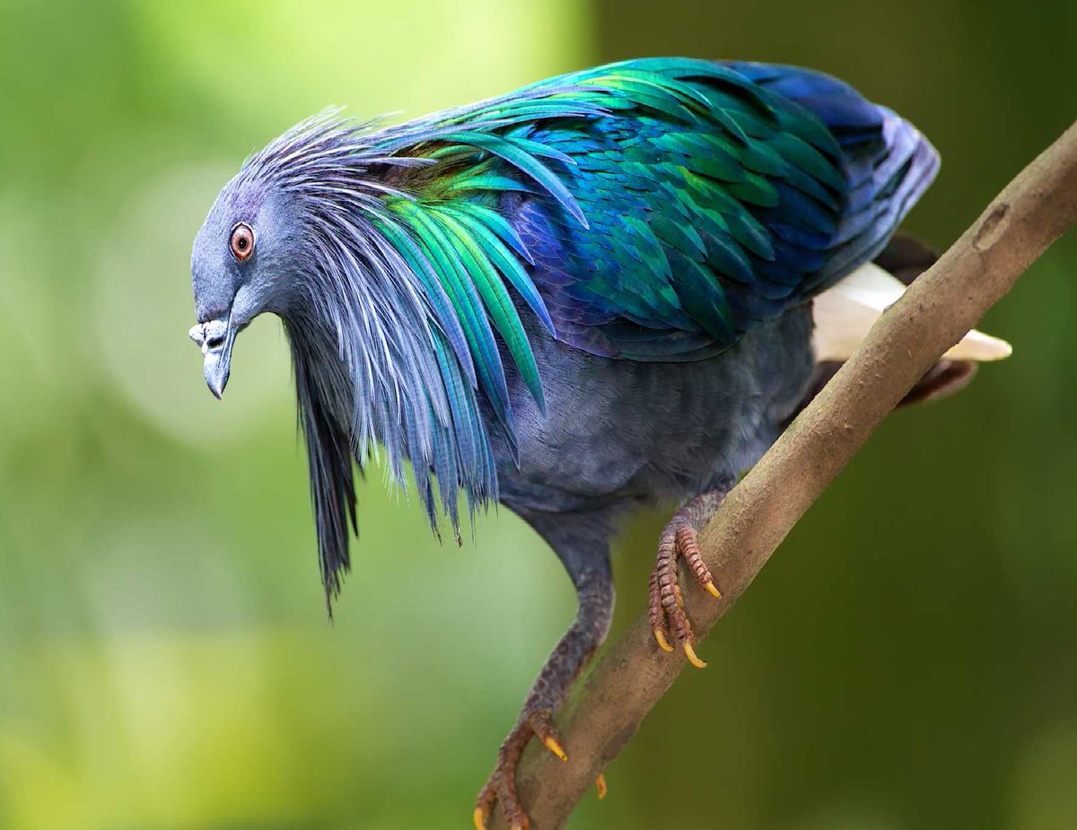 chim bồ câu Nicoba