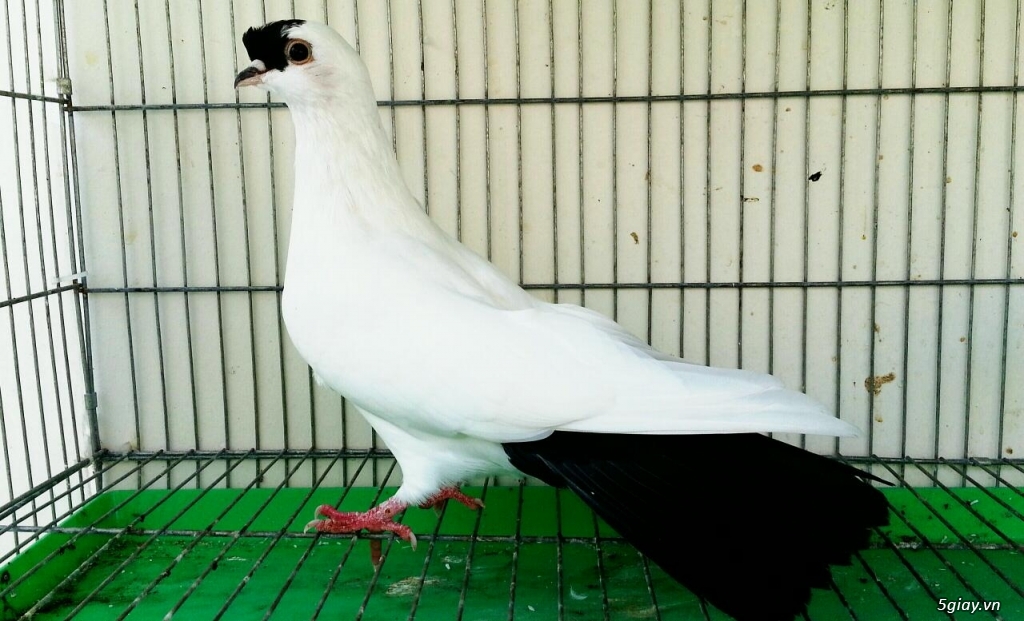 Nuôi chim bồ câu hỏa tiễn