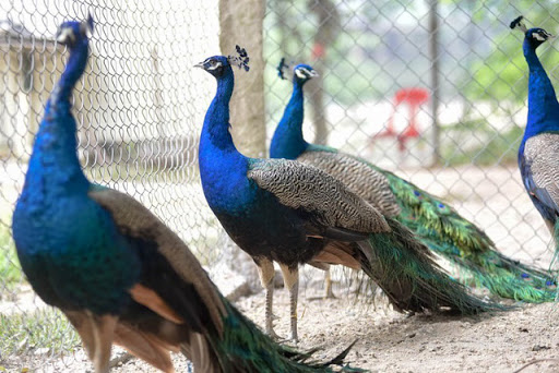 việc thuần hóa khi nuôi chim công là rất quan trọng.