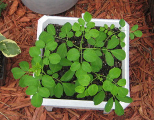 Chăm sóc chùm ngây non