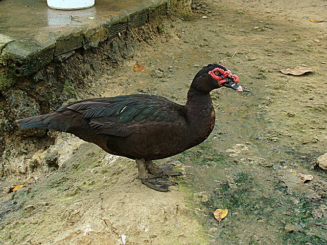 Nhiệt độ chuồng cho vịt xiêm