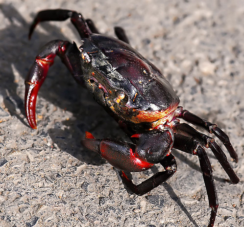 Thức ăn cho cua đồng