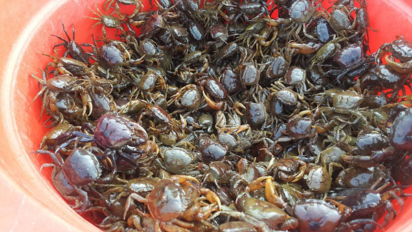 Kỹ thuật nuôi cua đồng trên cạn