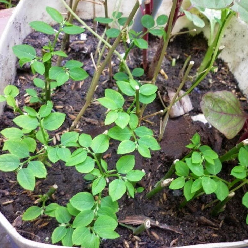 Chuẩn bị chậu trồng rau ngót