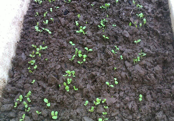 Đất trồng cải ngọt