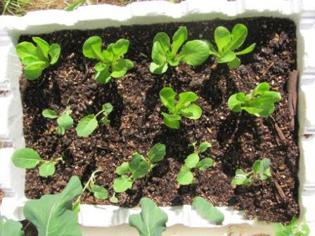 Cách trồng cải ngọt