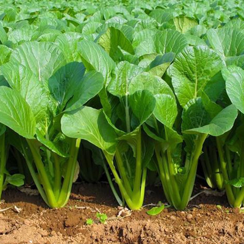 Giống để trồng cải ngọt