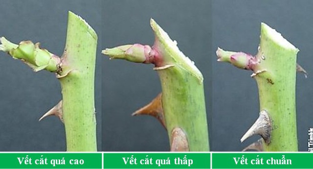 Cắt tỉa hoa hồng đúng cách
