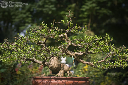 Cách chăm sóc mai vàng từ tháng 1 đến tháng 6 âm lịch