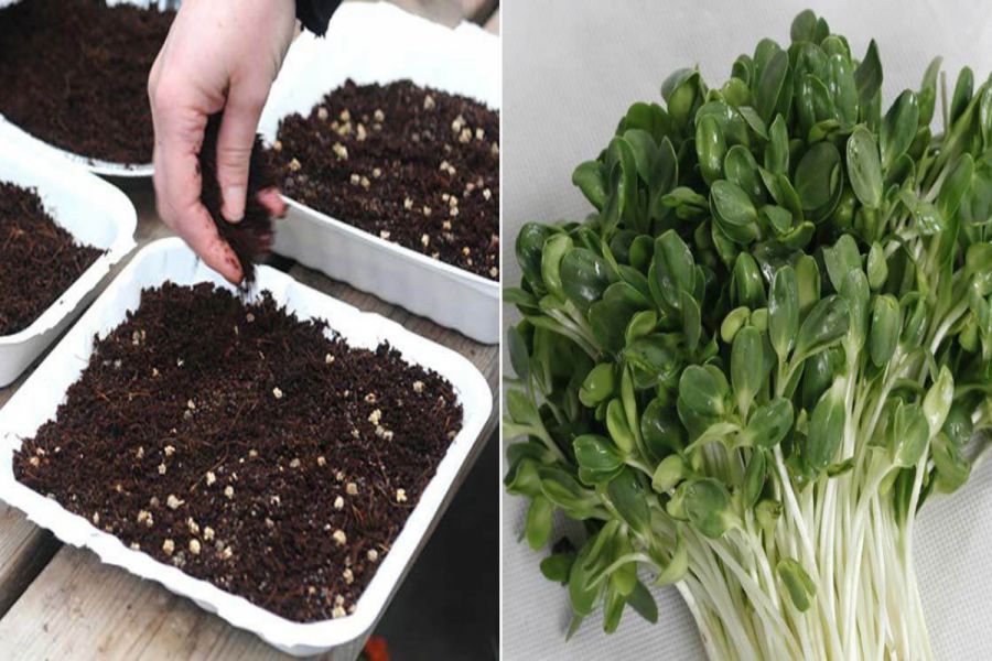 Đất trồng rau mầm thích hợp đi từ xơ dừa
