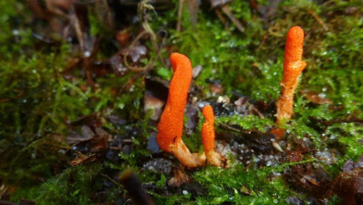 đông trùng hạ thảo