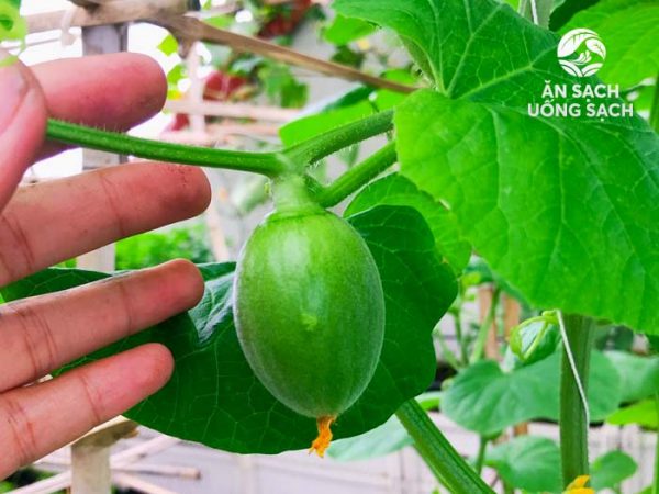 Trồng dưa lưới