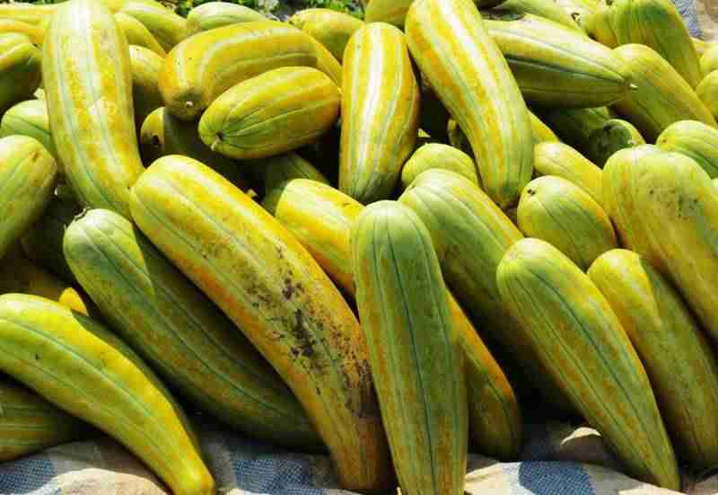 Trồng dưa gang tại nhà