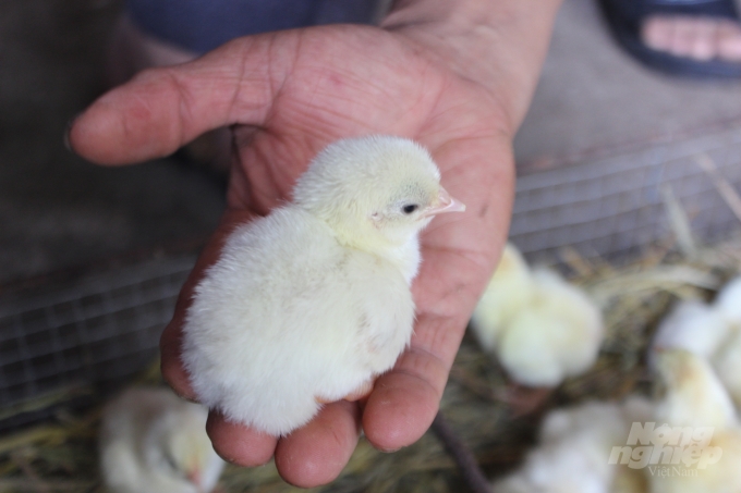 Chọn gà Mía giống 