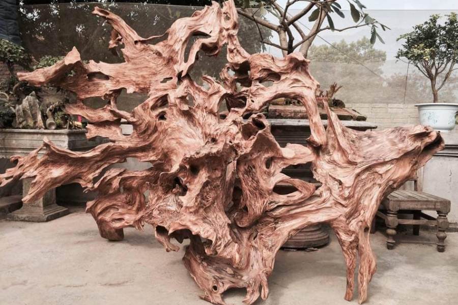 Giá thể trồng lan bằng gõ lũa có tính thẩm mỹ cao