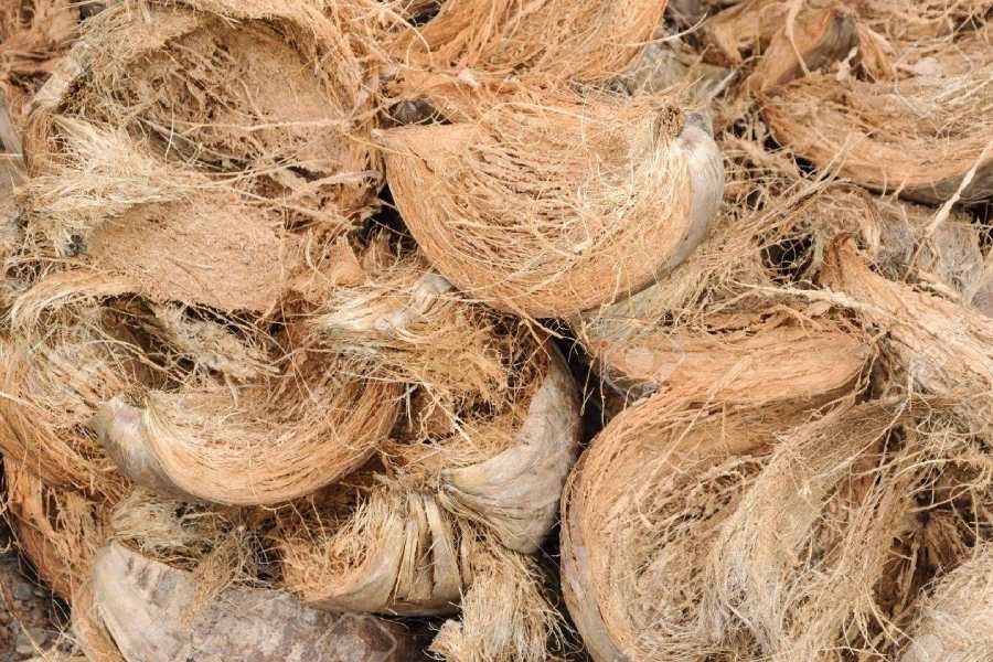 Trồng hoa lan bằng xơ dừa khô rất hiệu quả