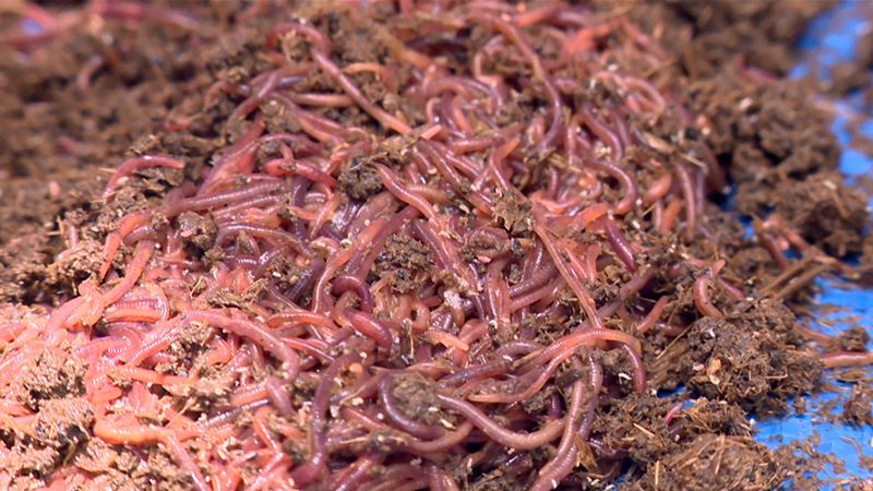 Giun đất 