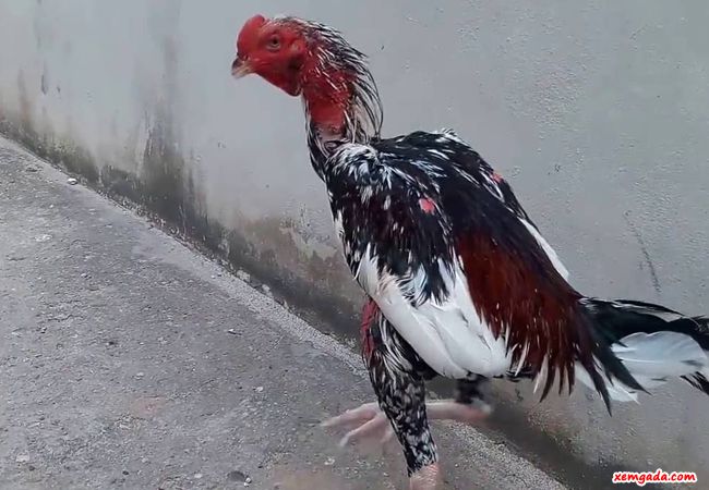 Giống gà nòi đòn bố