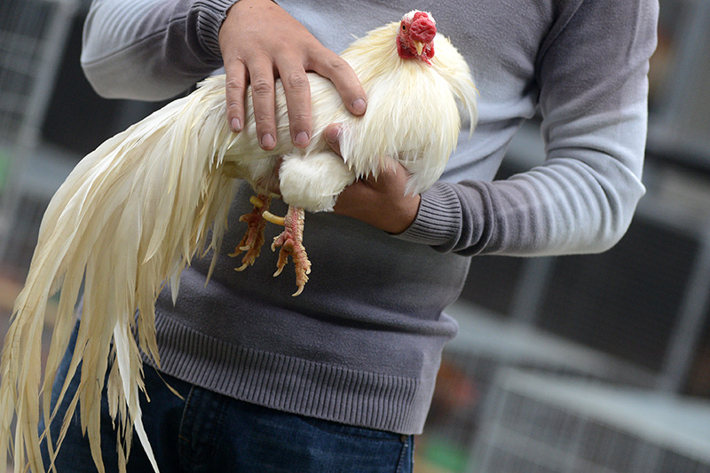 Nuôi gà tre tân châu làm cảnh