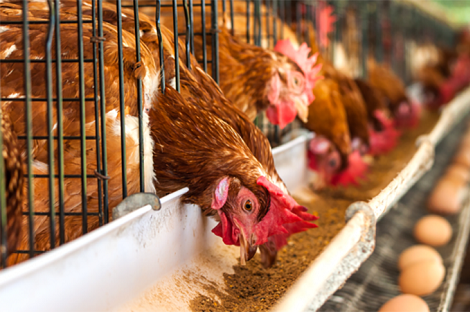 Chọn giống gà đẻ sieu trứng