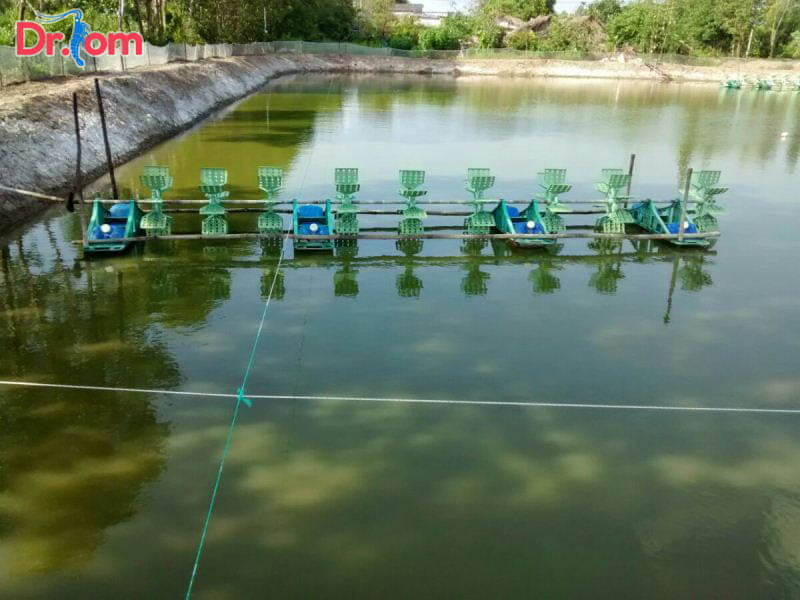 Gây nuôi tảo tạo màu nước