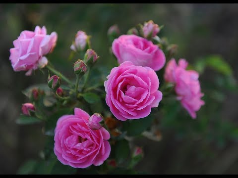 Hoa hồng cố Son Môi